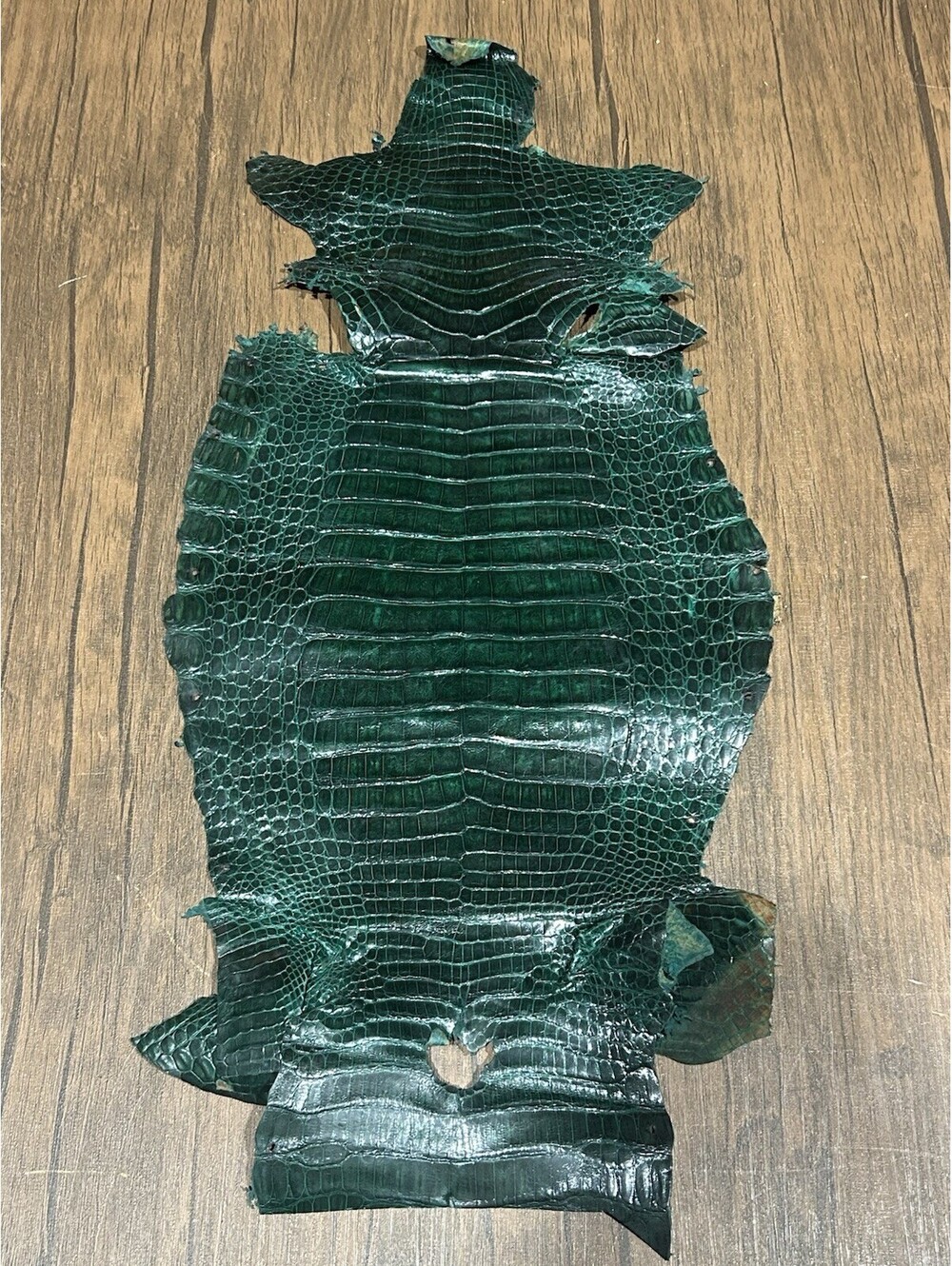 Vintage Curtiembre Lugo El Reptil Crocodilian Hide Uruguay Green Partial Skin